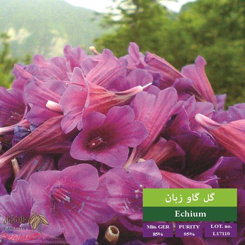 بذر گل گاوزبان ایرانی